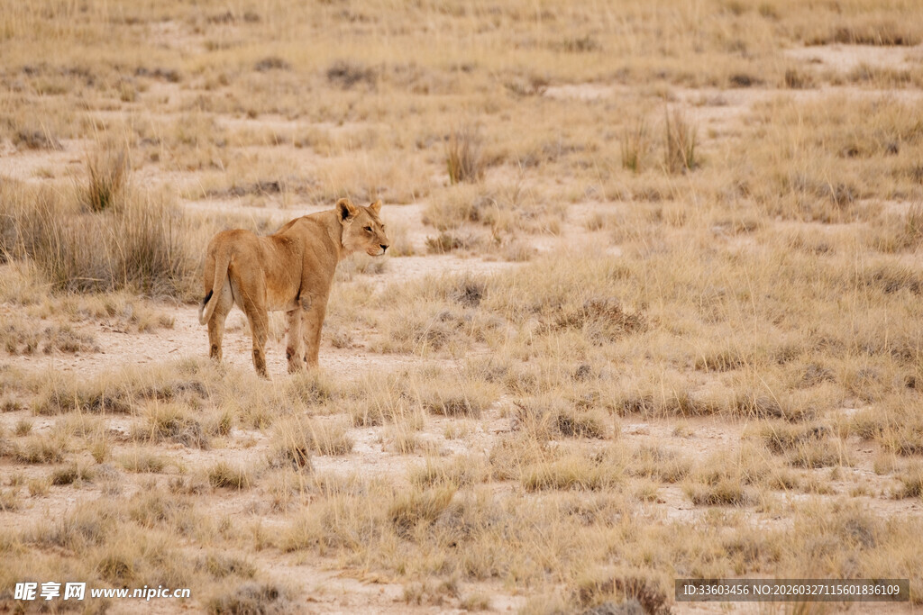 草原上的独行狮子