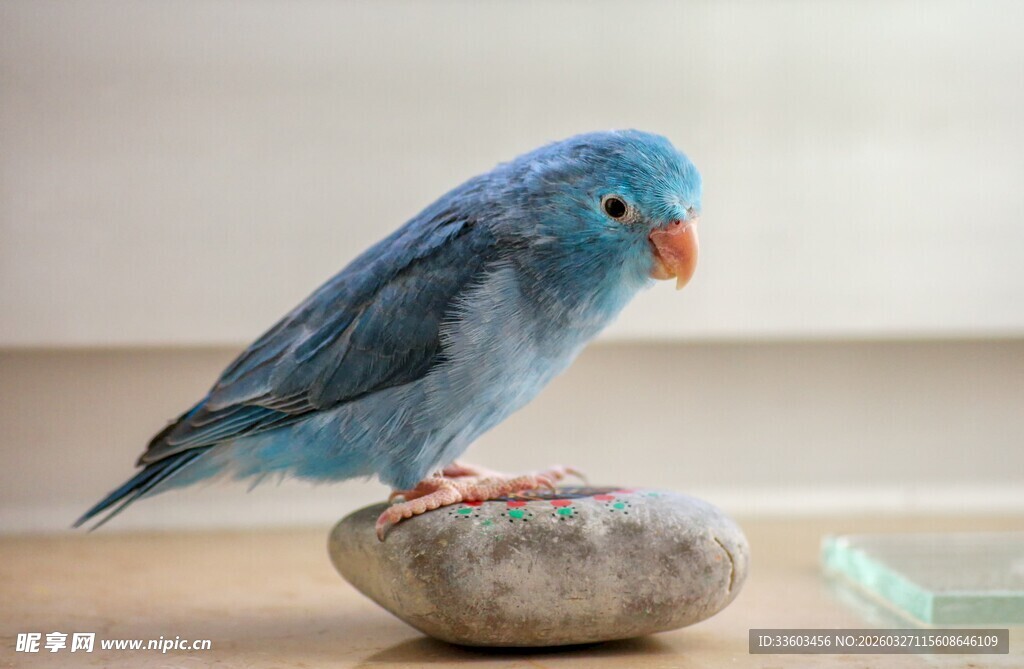 蓝色小鸟立于石头之上