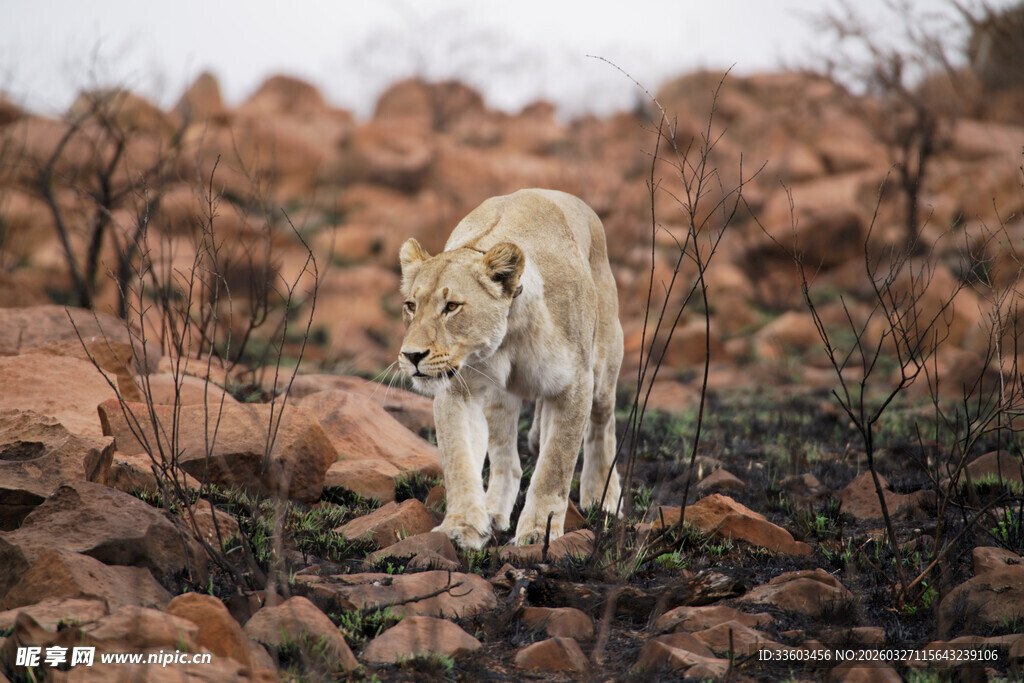 荒野中漫步的金黄狮子