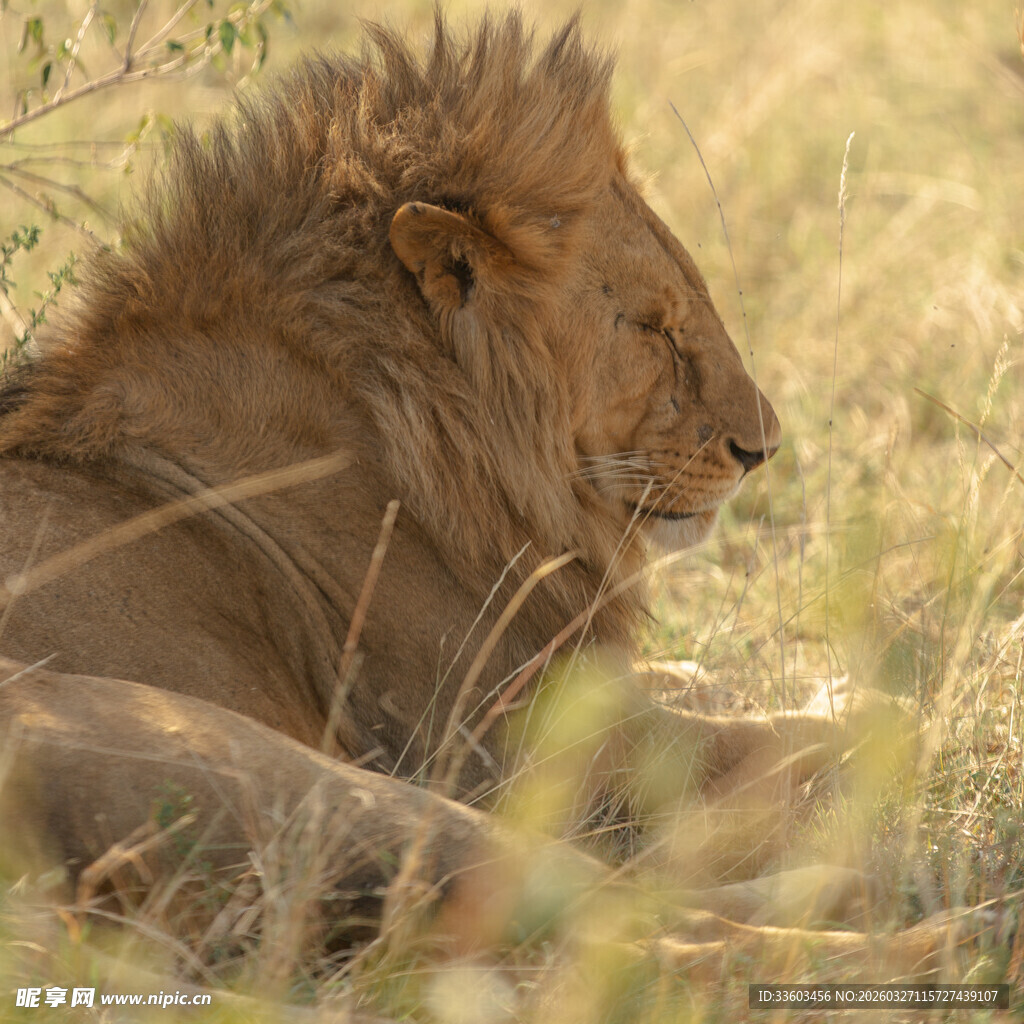 草原上休憩的雄狮