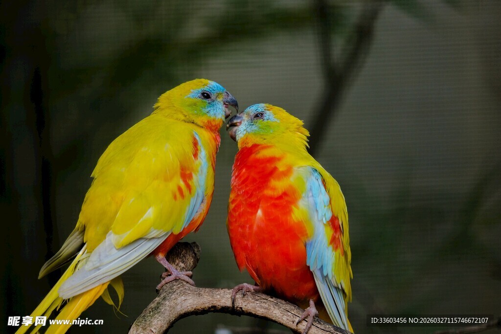 色彩斑斓的鹦鹉依偎枝头