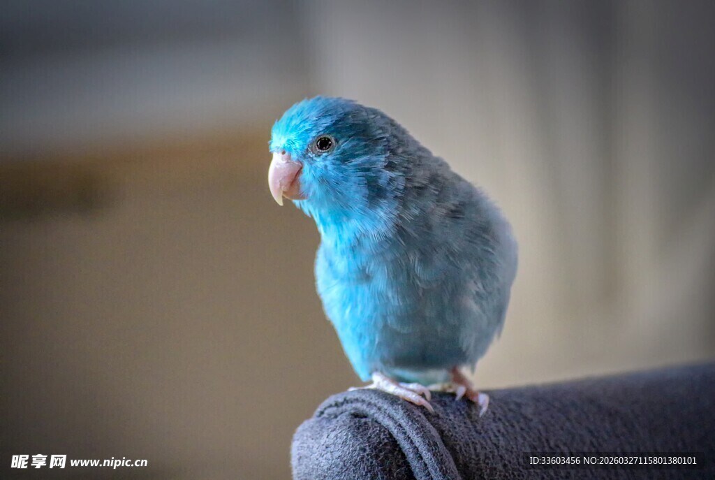 蓝色鹦鹉栖息于物体上