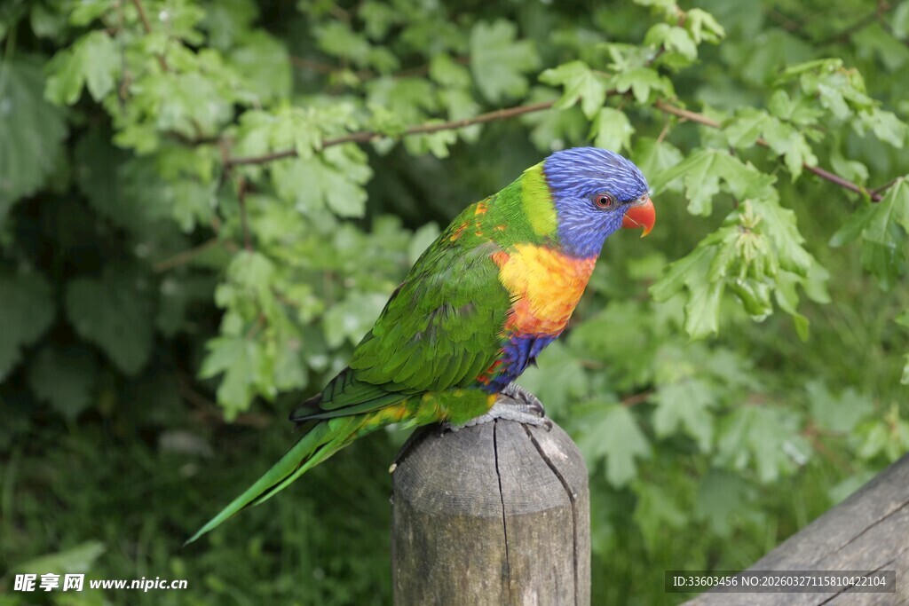 多彩鹦鹉立于木桩