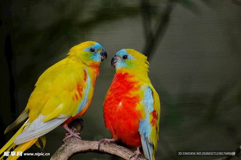 多彩鹦鹉亲昵依偎