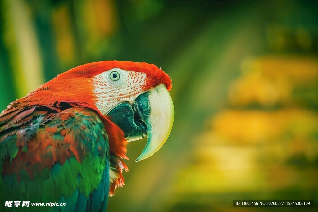 色彩斑斓的美丽鹦鹉