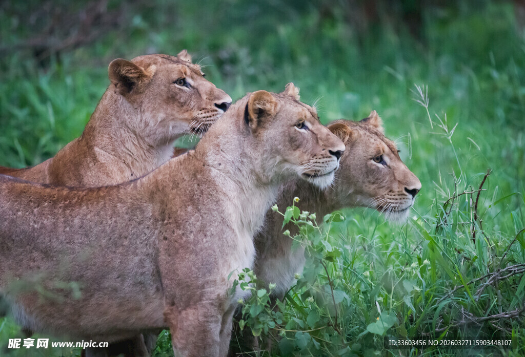 草原上的三只母狮