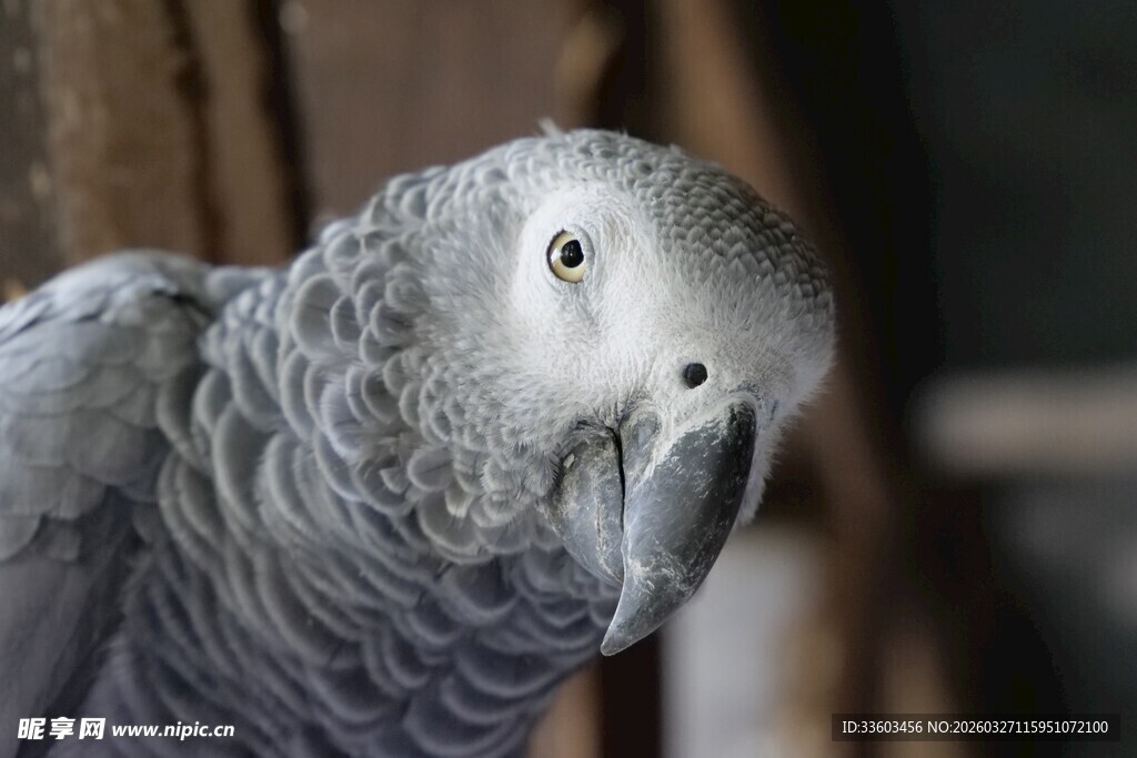 灰鹦鹉特写