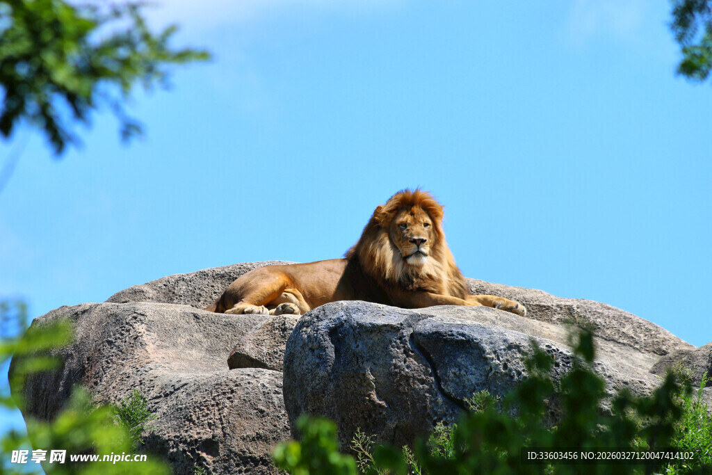 岩石上休憩的雄狮