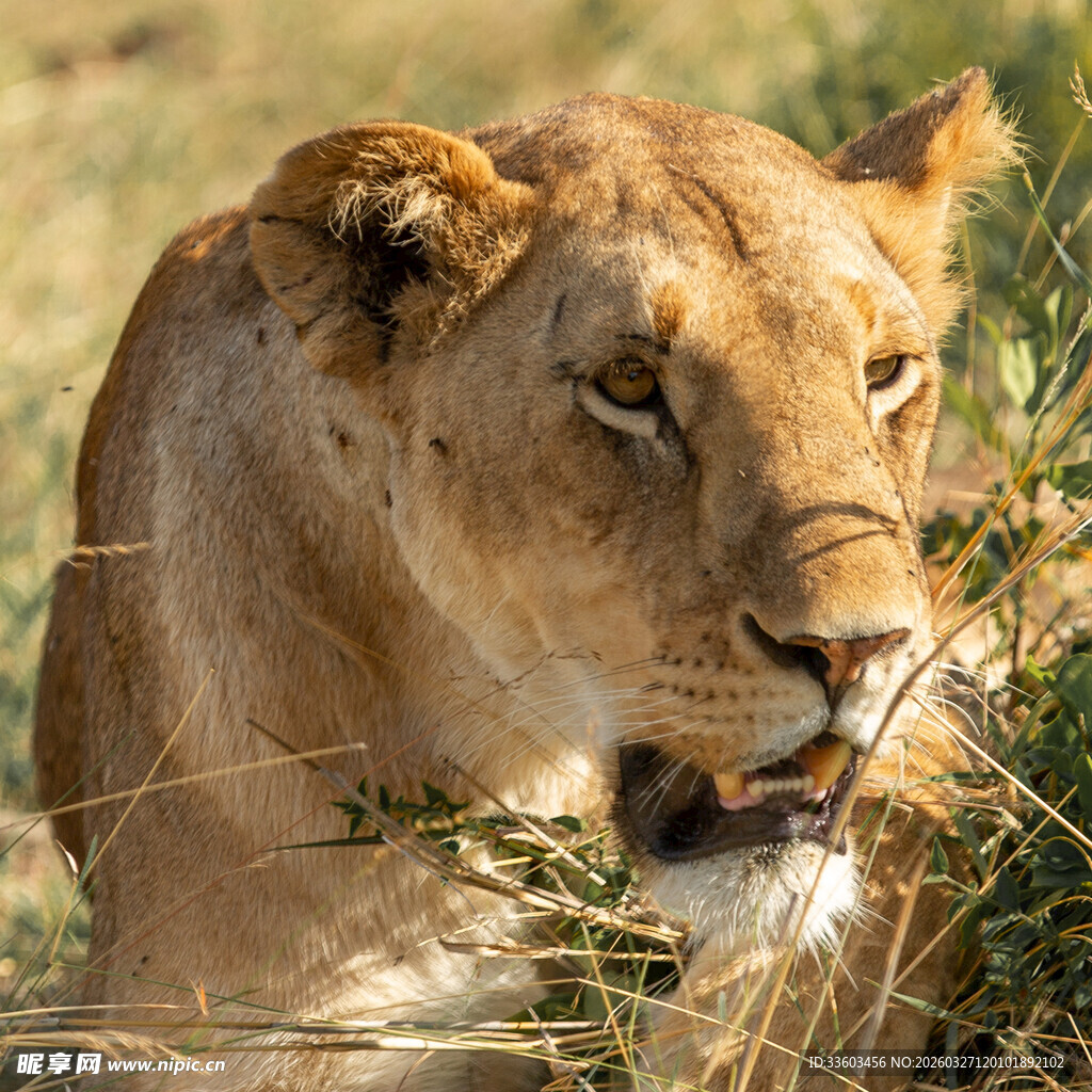 草原上进食的母狮