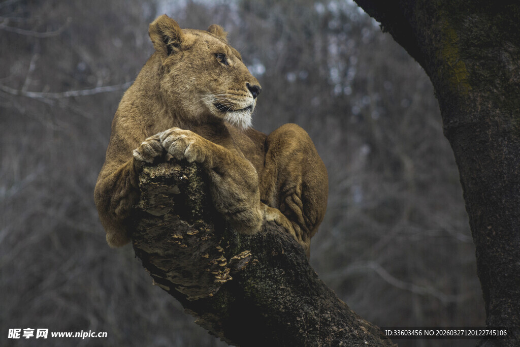 雄狮栖息于粗壮树枝上