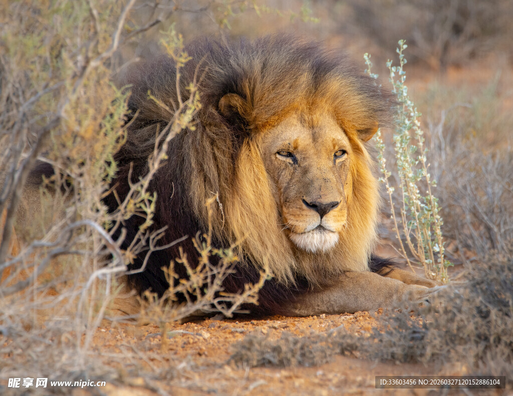 草原上休憩的雄狮