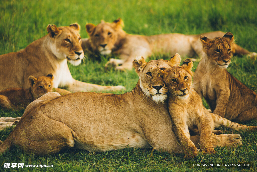 草原上休憩的狮群