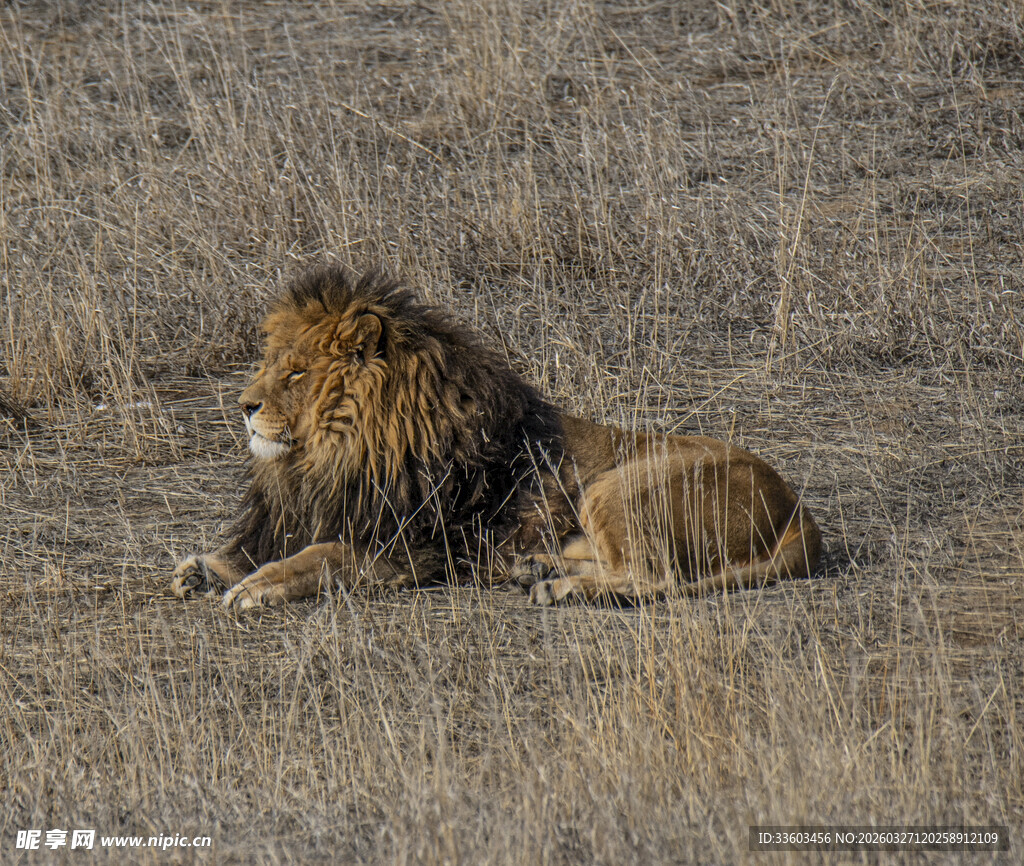 草原上休憩的雄狮