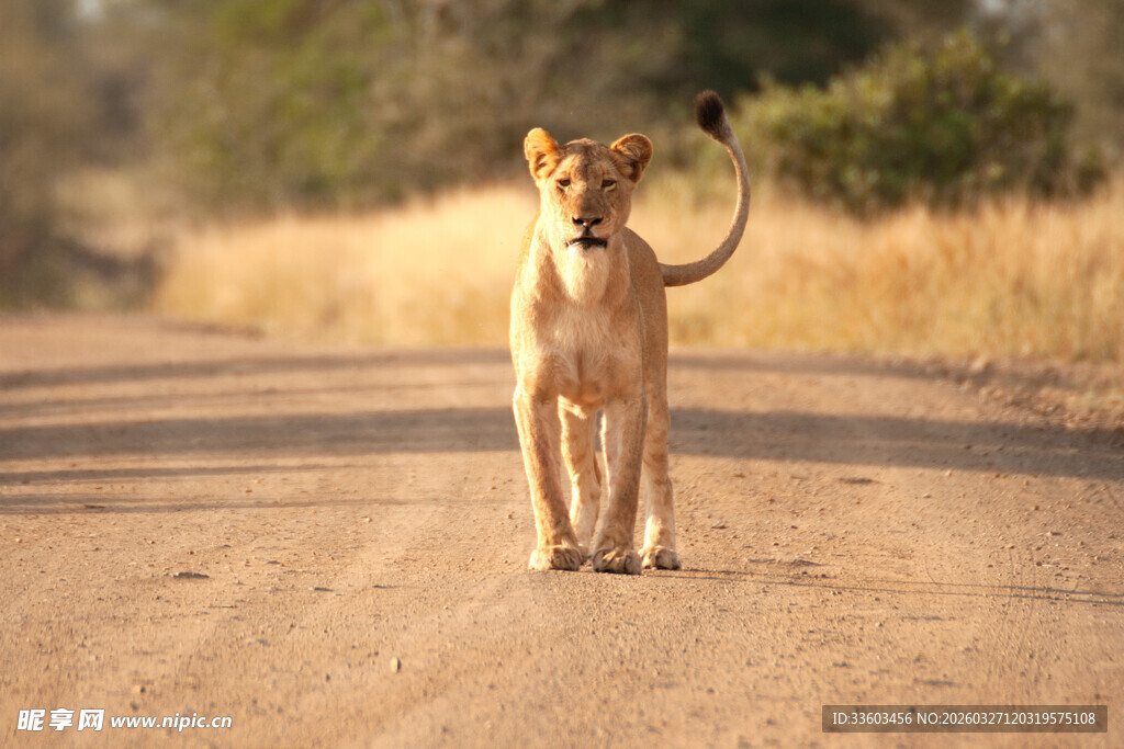 公路上站立的小狮子