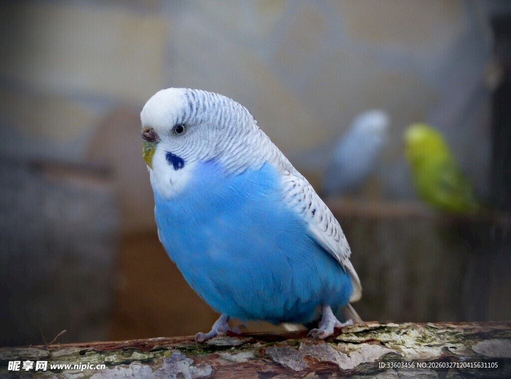 蓝色虎皮鹦鹉栖息于木上