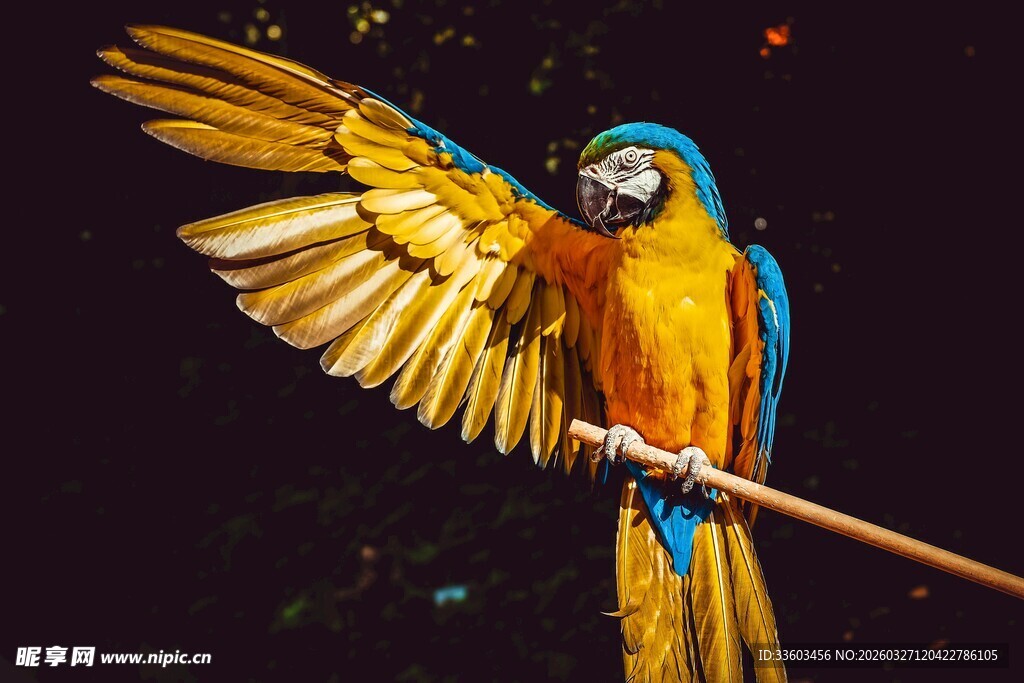 色彩斑斓鹦鹉展翅瞬间