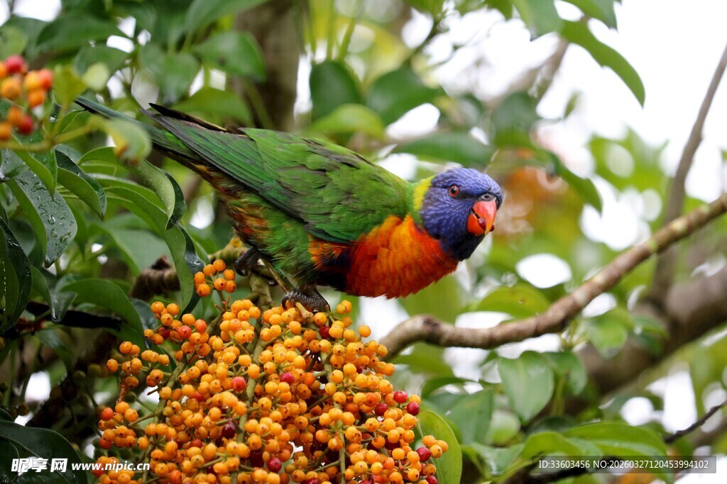 彩羽鹦鹉栖于硕果枝头