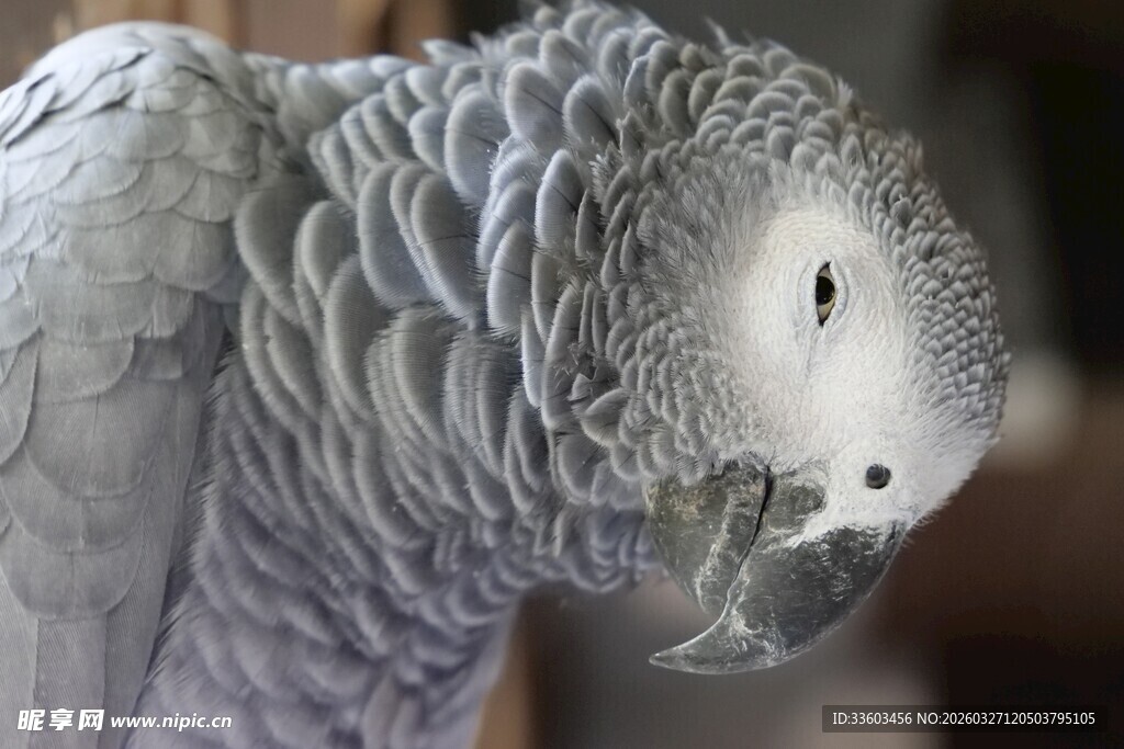 灰鹦鹉特写