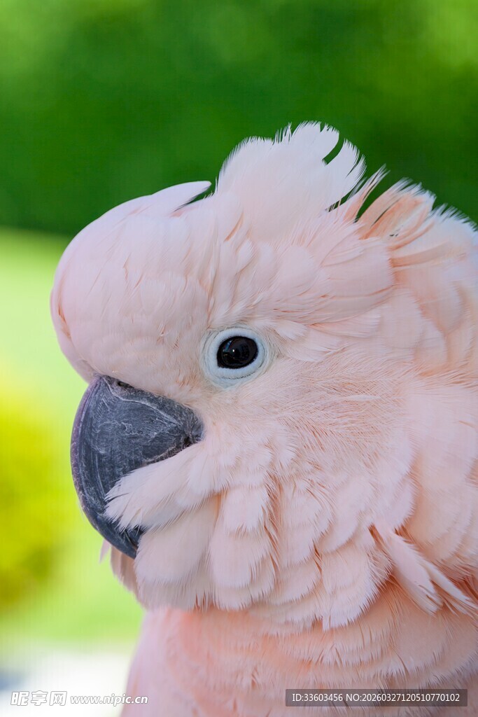 粉色凤头鹦鹉特写