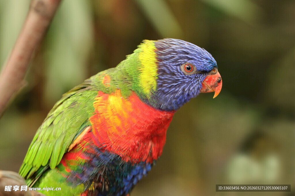五彩斑斓鹦鹉栖息枝头
