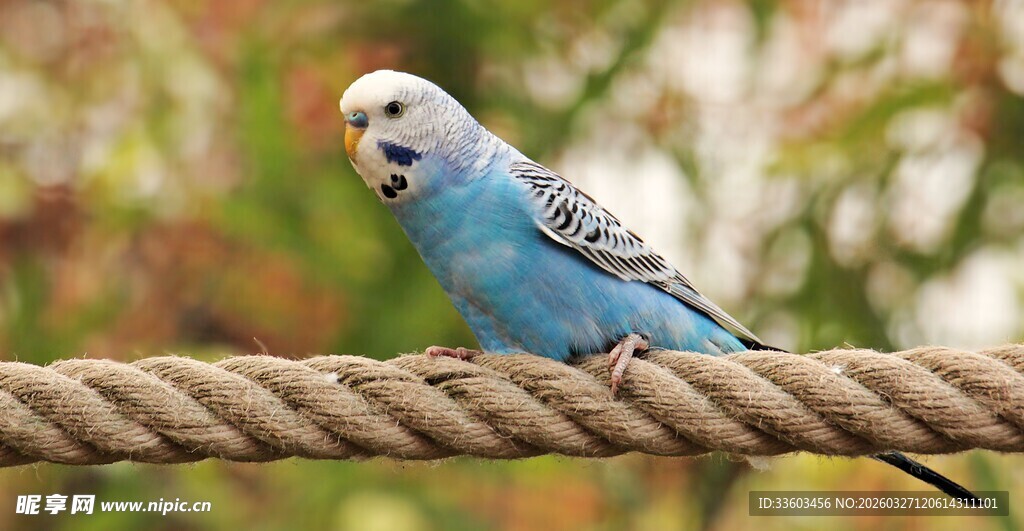 蓝鹦鹉栖于绳索上