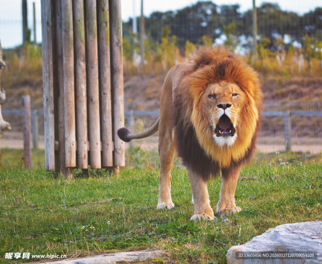 草原雄狮站立霸气瞬间