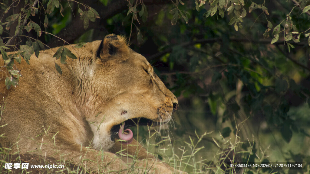 丛林中咆哮的母狮