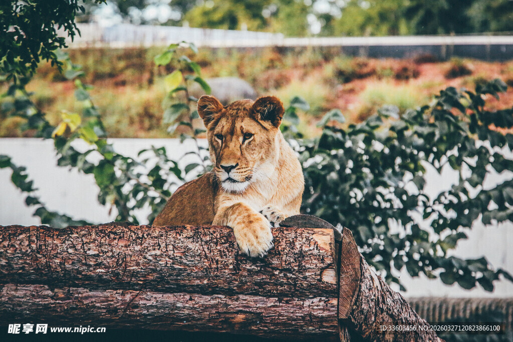 雄狮趴卧于木上