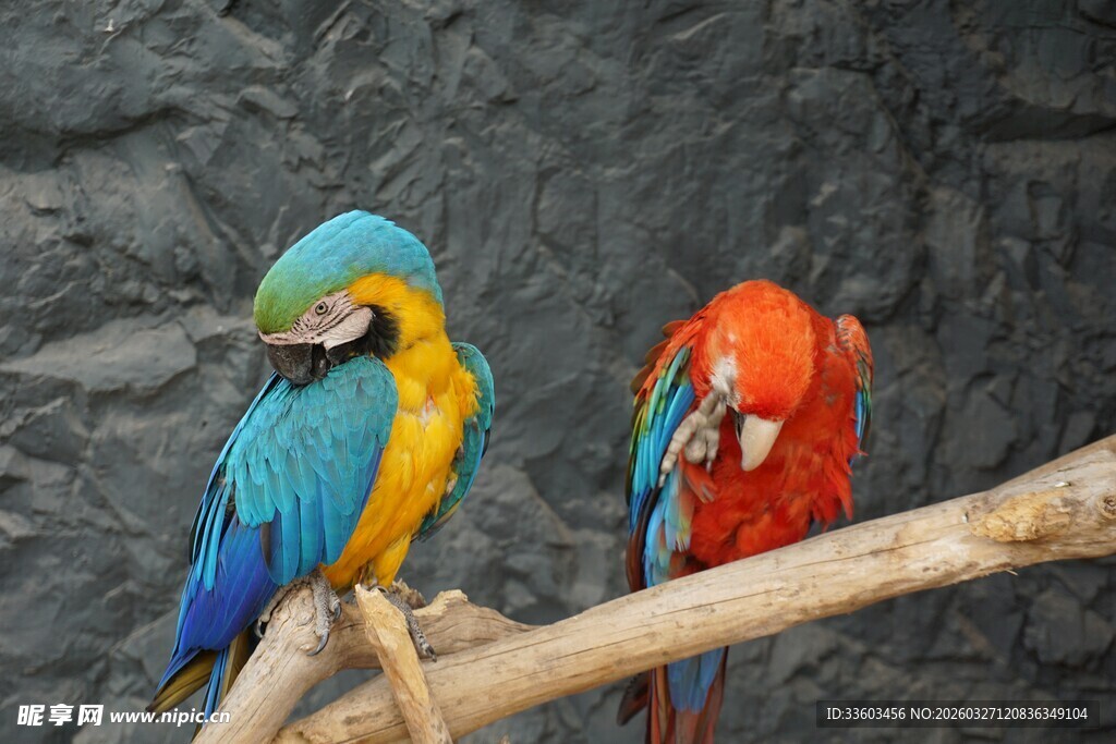 色彩斑斓的两只金刚鹦鹉