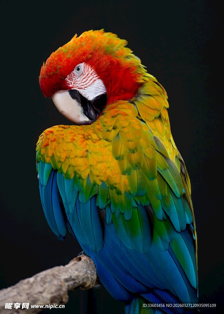 五彩鹦鹉栖息枝头