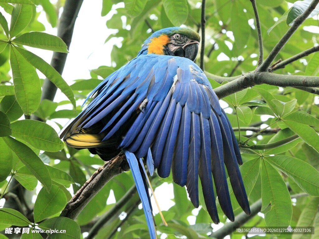 蓝鹦鹉枝头展翅