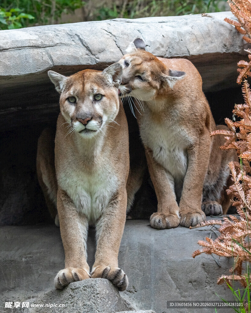母美洲狮与幼崽亲密依偎