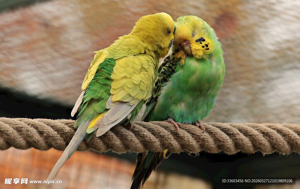恩爱鹦鹉依偎在绳索上