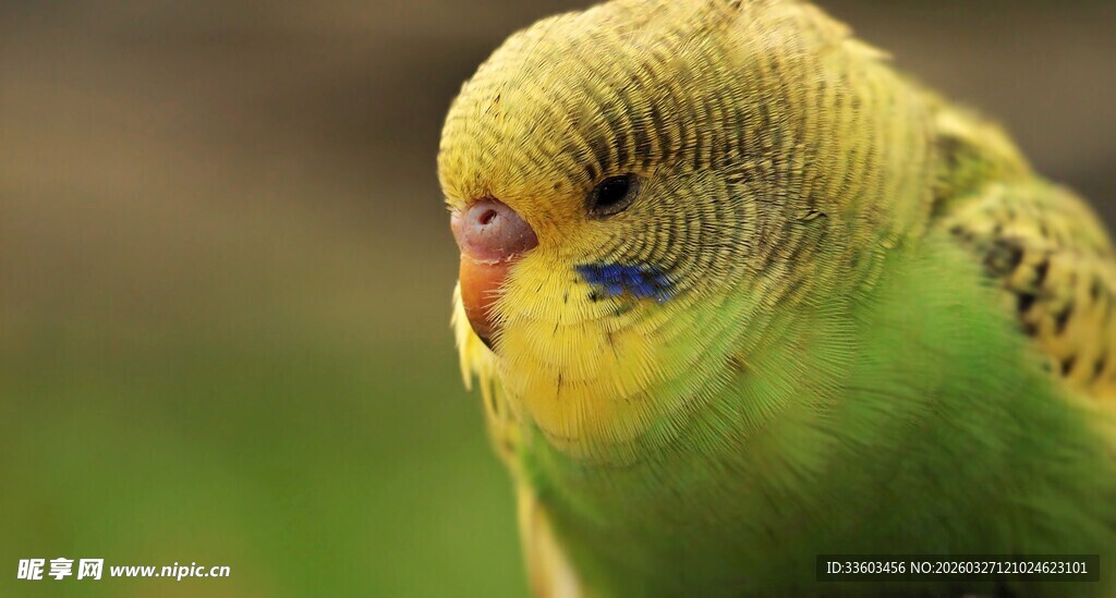 黄绿鹦鹉特写