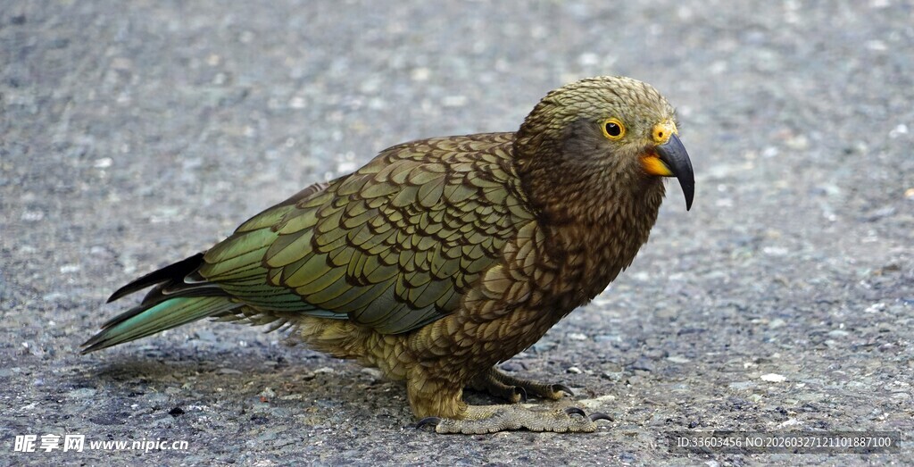 地面上的多彩鹦鹉