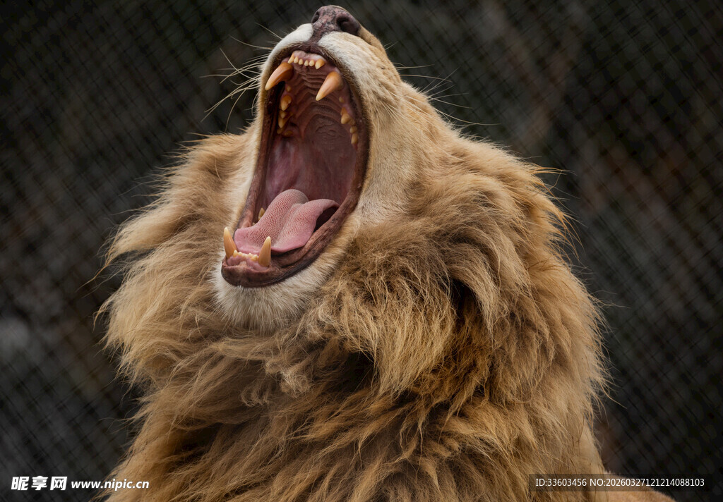 雄狮仰首怒吼