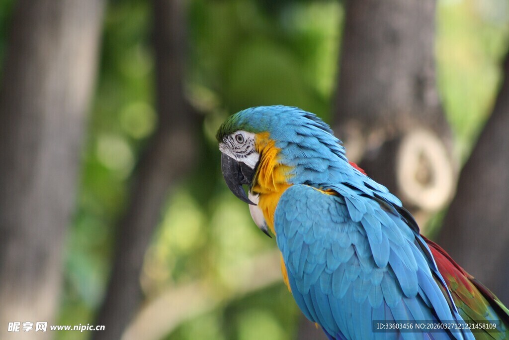 蓝黄相间鹦鹉栖息于林间