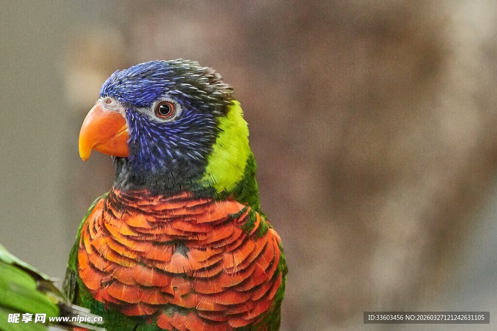 多彩鹦鹉特写