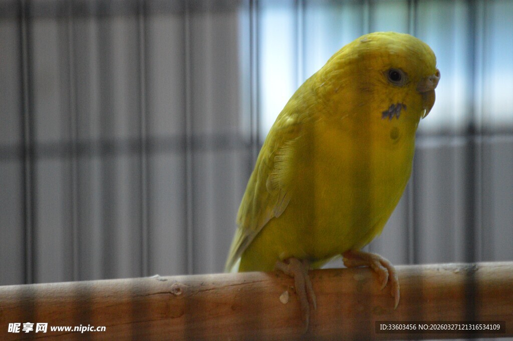 黄色鹦鹉栖息于木杆上