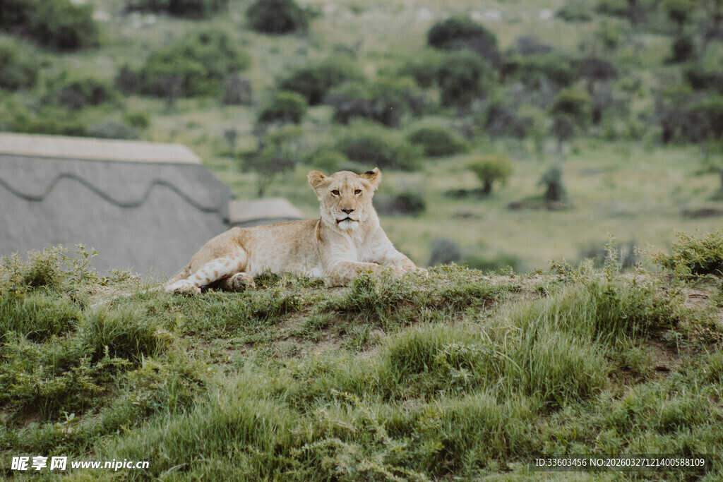 草原上休憩的狮子