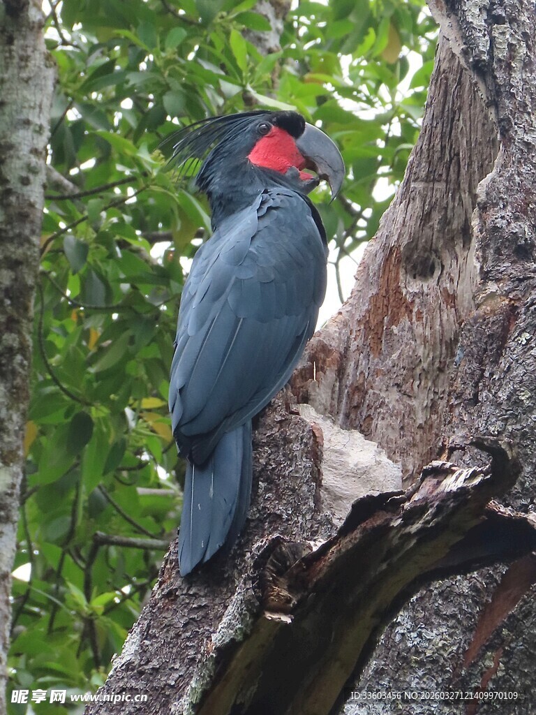 枝头的蓝黑色羽冠啄木鸟