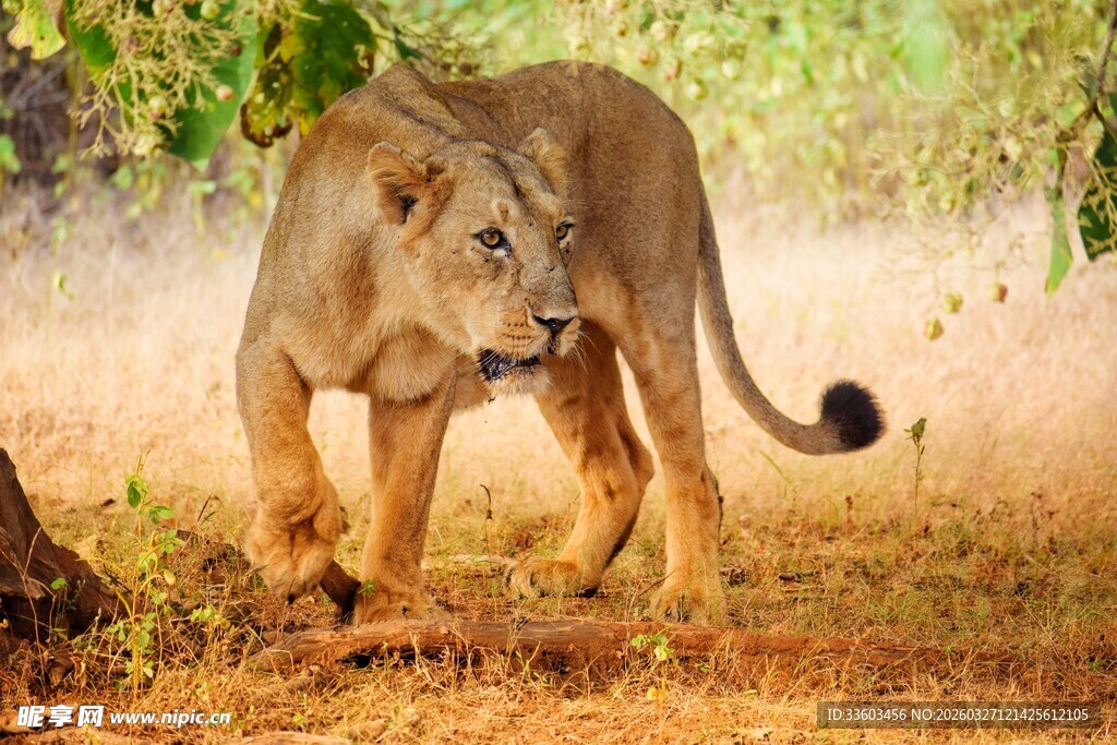 草原上行走的年轻母狮