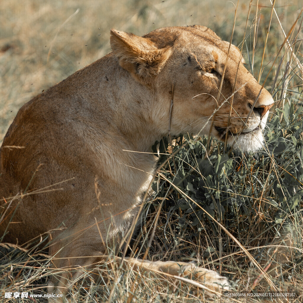 草原上休憩的母狮