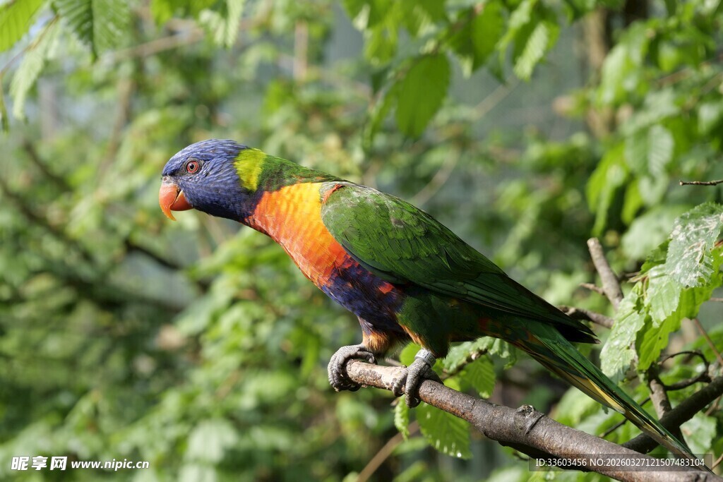 多彩鹦鹉栖息树枝间