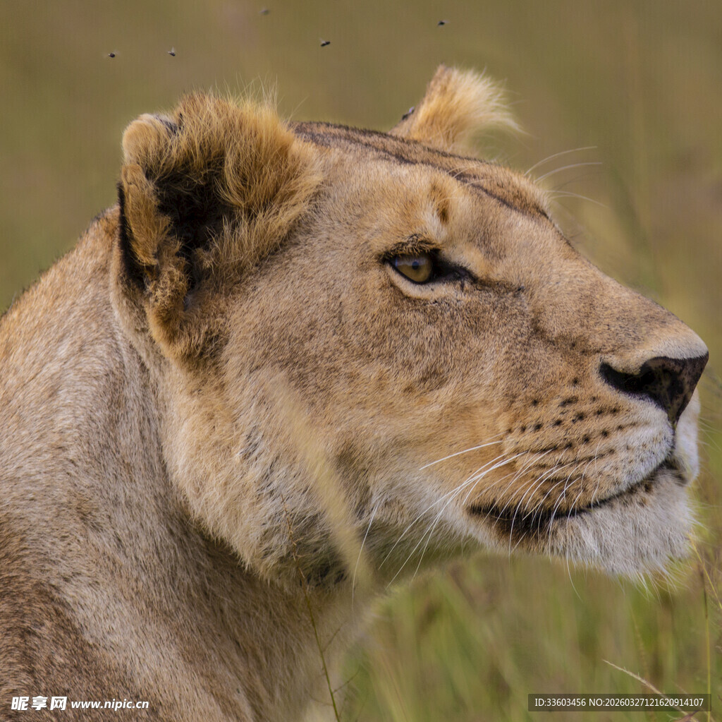 草原上的母狮特写