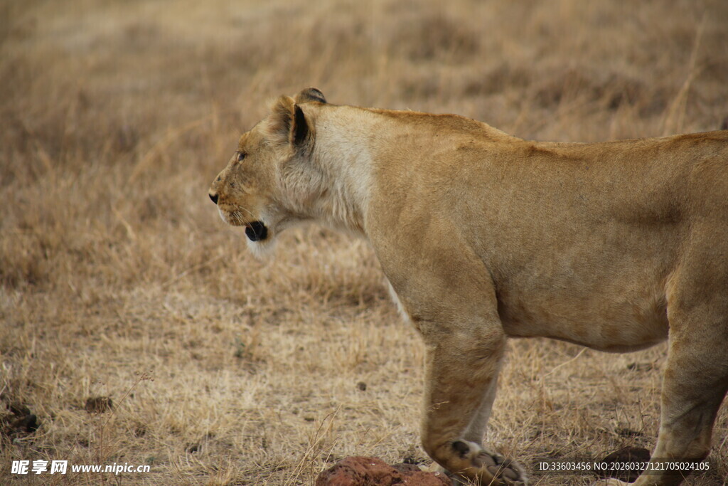 草原上的独行母狮