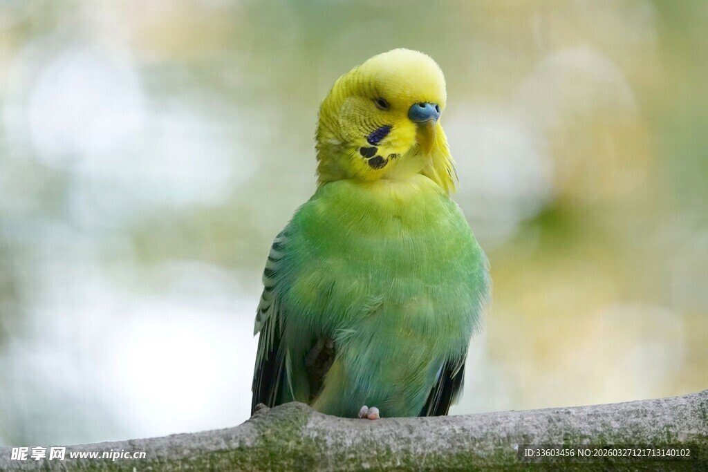 枝头的黄绿鹦鹉