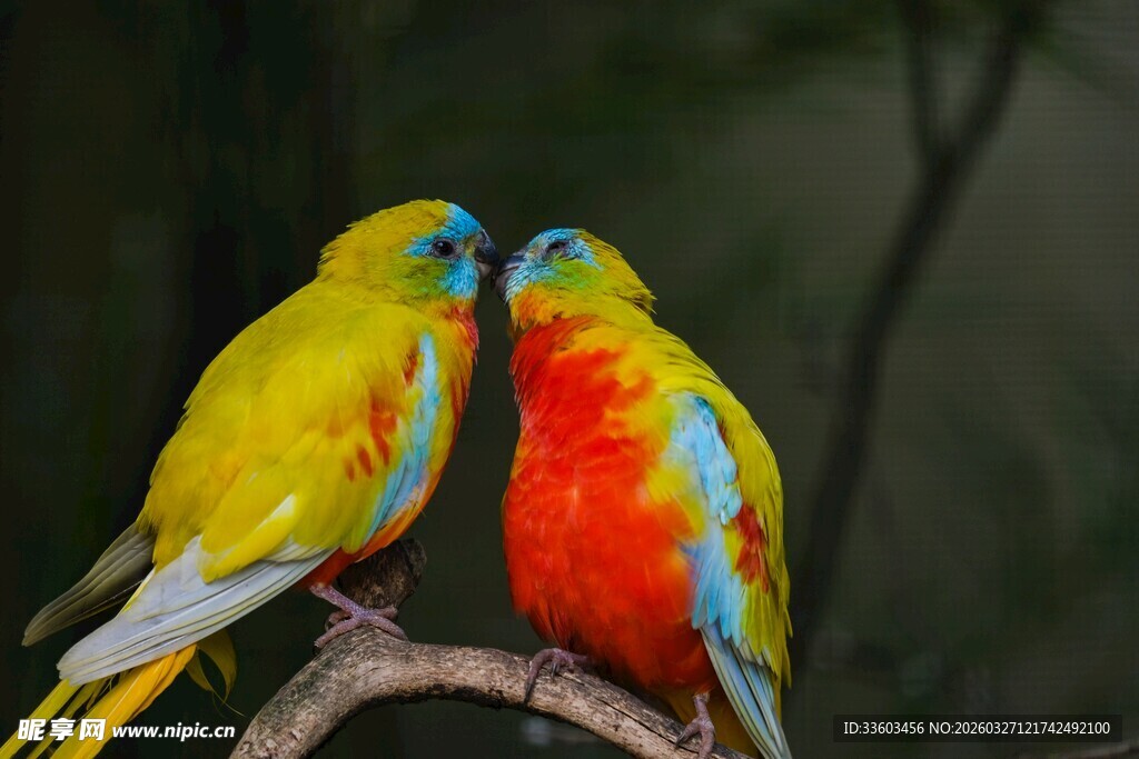 色彩斑斓的双鸟栖息枝头