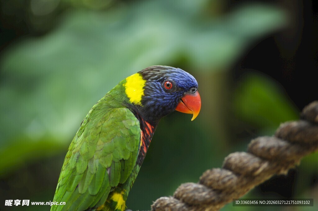 多彩鹦鹉栖息于绳索上