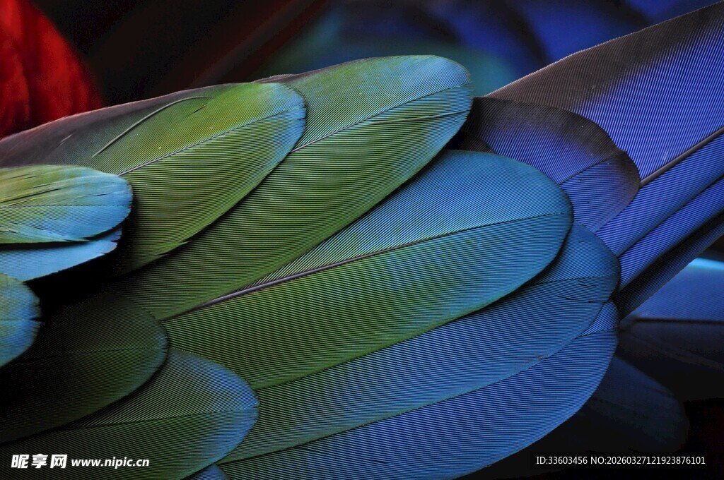 绚丽多彩的鸟类羽毛细节